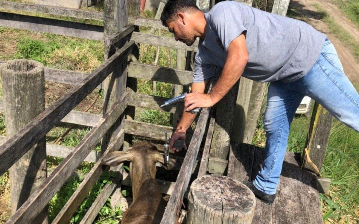 Os t&eacute;cnicos da secretaria de Agricultura, Trabalho e Desenvolvimento Econ&ocirc;mica est&atilde;o percorrendo as propriedades rurais para fazer a vacina&ccedil;&atilde;o dos animais contra a febre aftosa.
