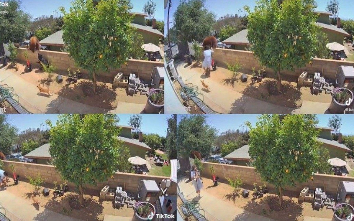 Mulher empurra urso de cima do muro para proteger seus c&atilde;es