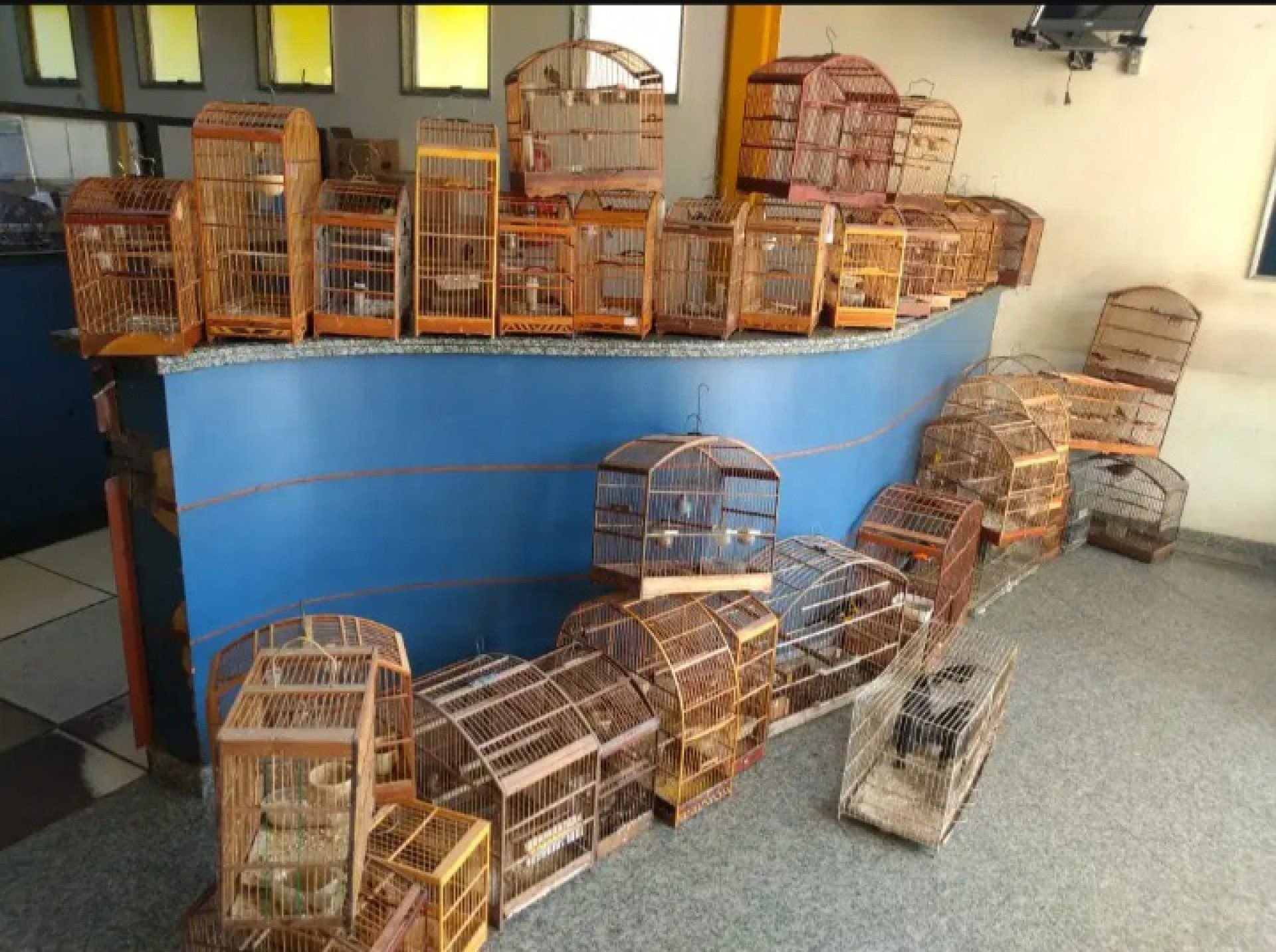 Em Itaperuna, Pol&iacute;cia Florestal resgata 85 p&aacute;ssaros silvestres em uma resid&ecirc;ncia