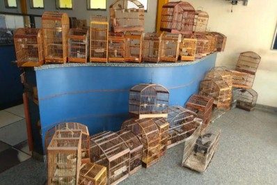 Em Itaperuna, Polícia Florestal resgata 85 pássaros silvestres em uma residência