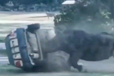 Vídeo: Rinoceronte ataca e destrói carro em safári com funcionário dentro