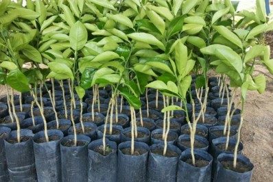 São Pedro da Aldeia terá drive-thru para distribuição de mudas nesta quarta-feira (2)