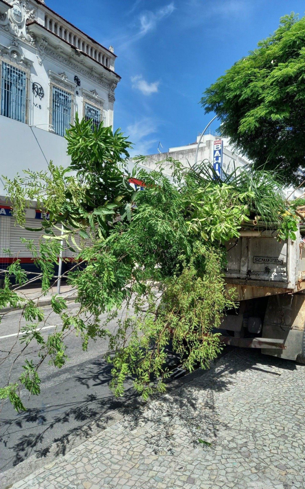 Arborização contribui para as cidades trazendo beleza, conforto e até saúde