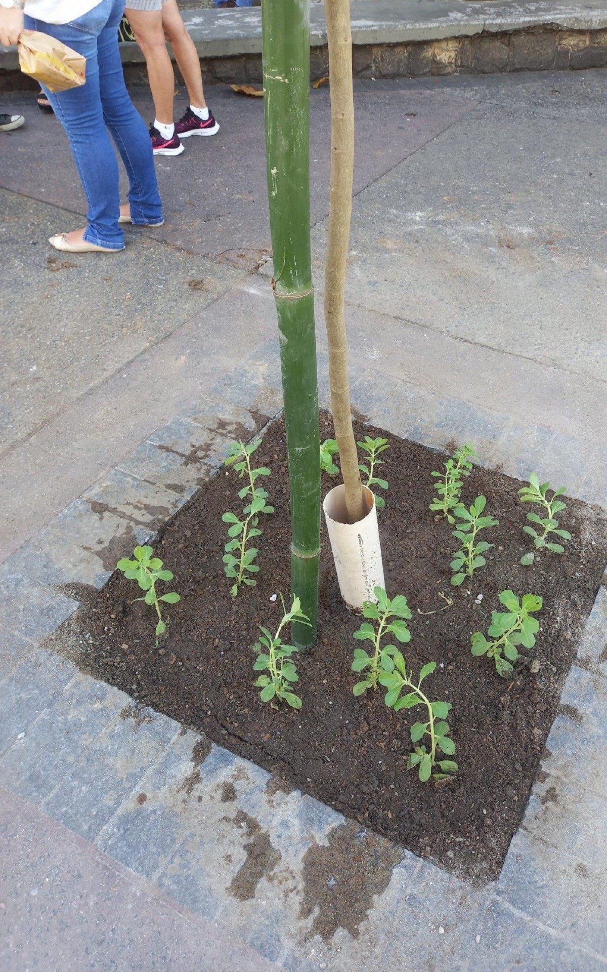 De acordo o IBGE, o Rio é a 9ª cidade mais arborizada do Brasil