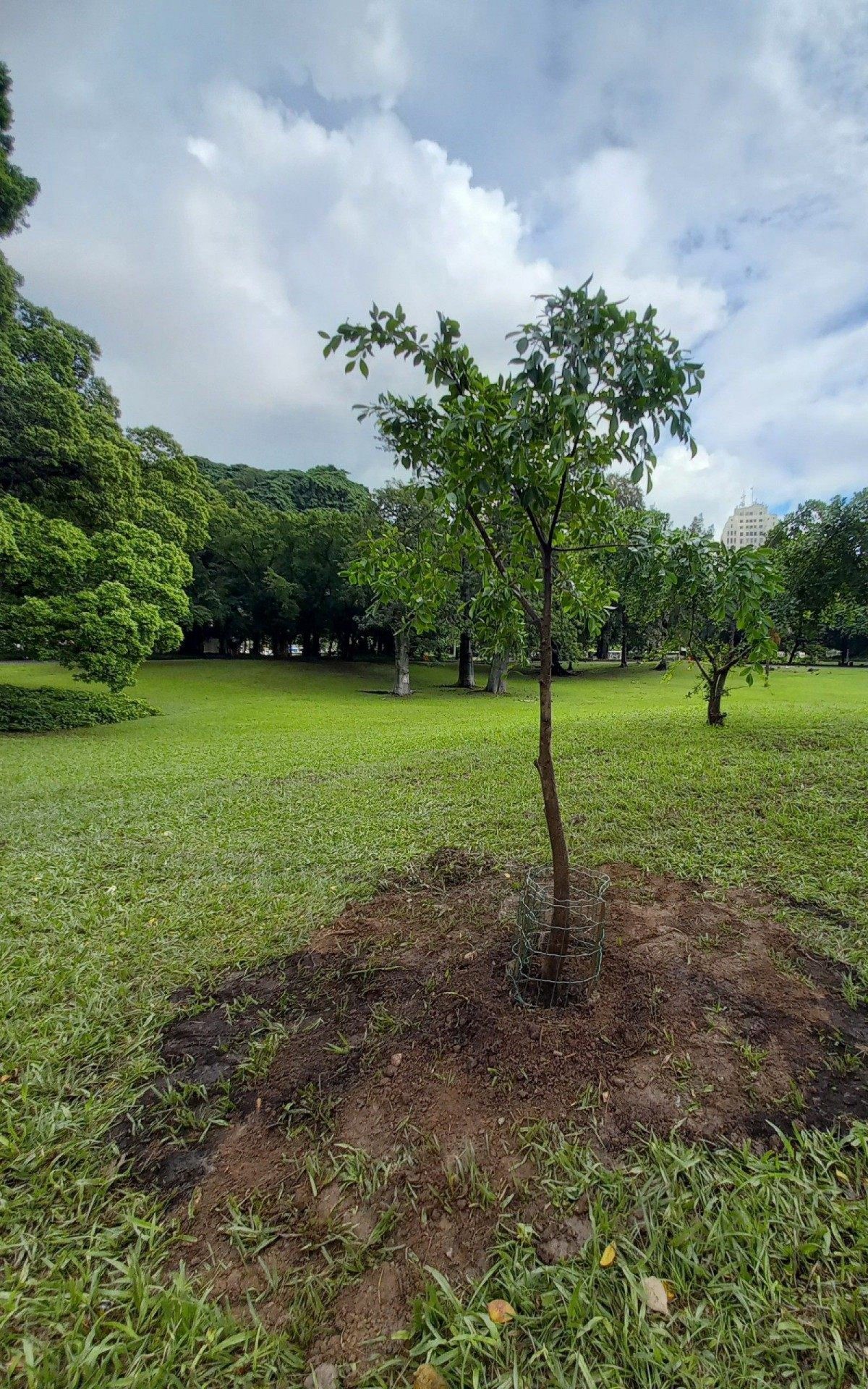 Maioria das mudas será destinada a plantios nas zonas Norte e Oeste