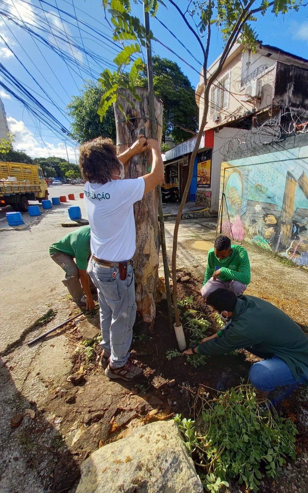 Mudas de alta qualidade apresentam um potencial maior de desenvolvimento