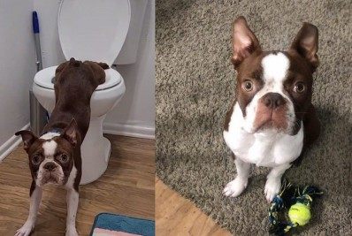 Vídeo de cachorro usando o banheiro faz sucesso na web