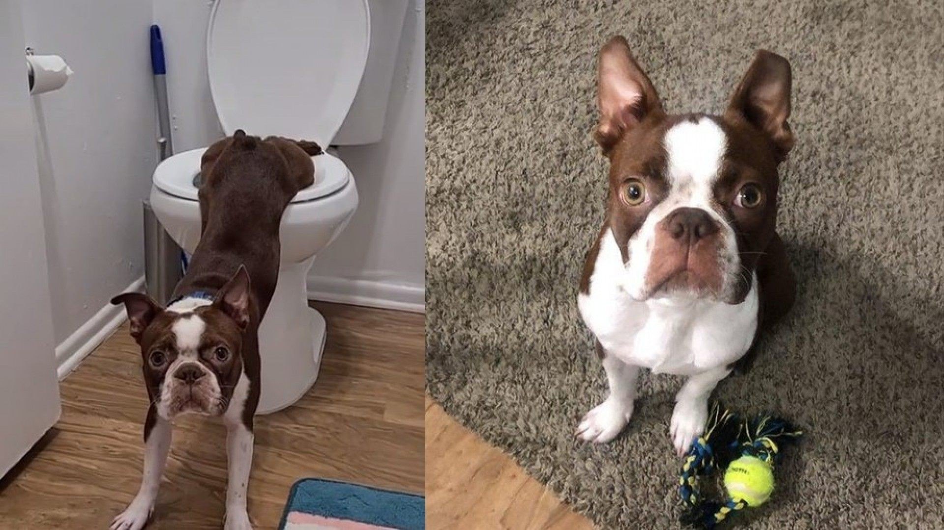 V&iacute;deo de cachorro usando o banheiro faz sucesso na web