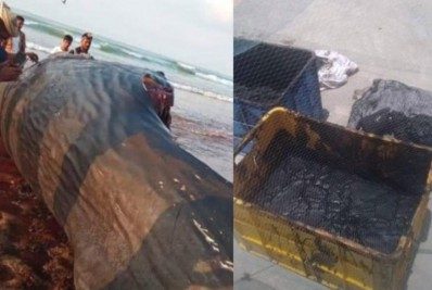 Com sorte! Pescadores encontram tesouro de R$7 milhões dentro de carcaça de animal