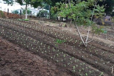 Horta comunitária é cultivada no Centro Poliesportivo de Itaperuna