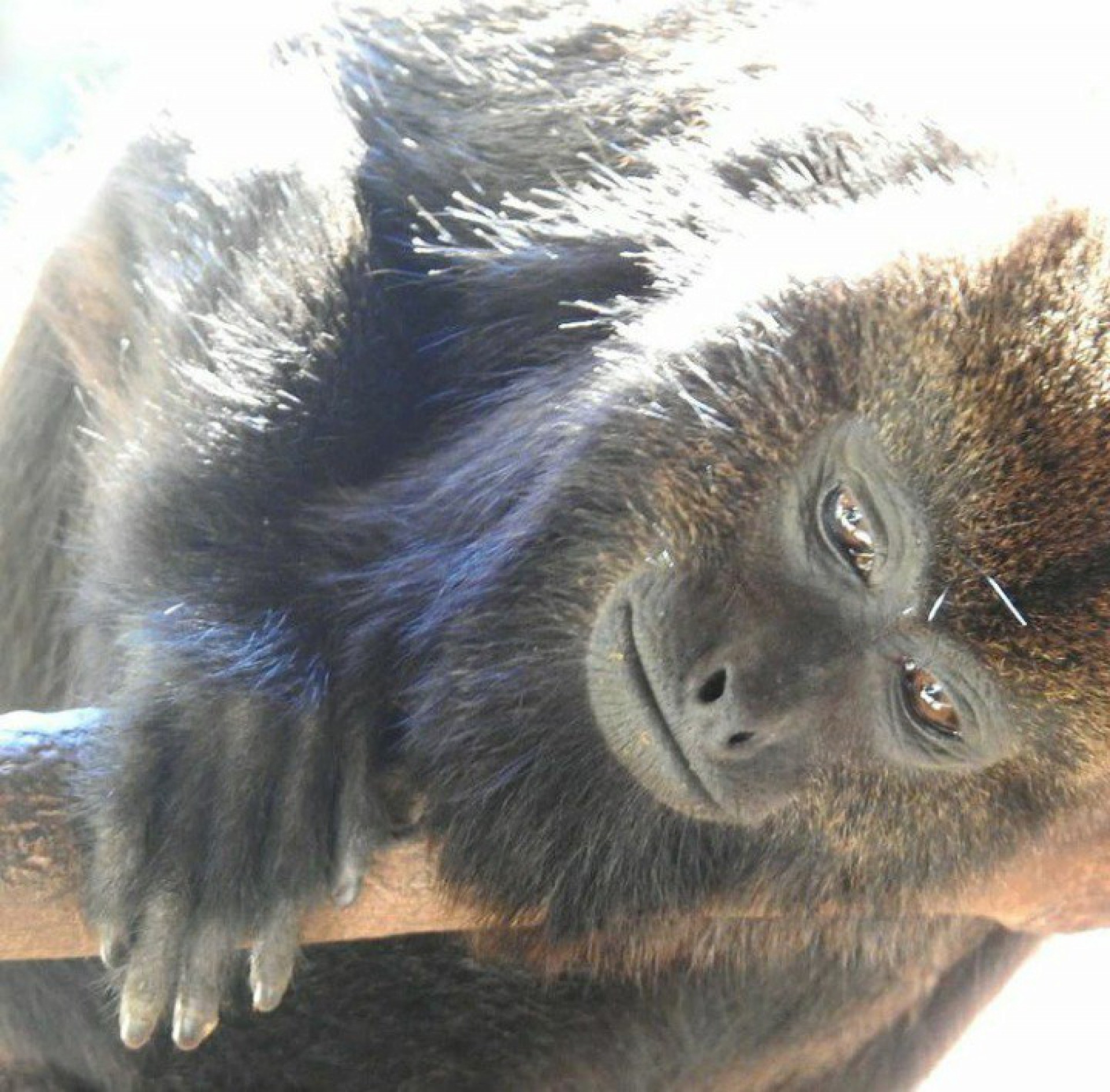 UPAm e APA Maca&eacute; de Cima resgatam Bugio na cidade de Bom Jardim