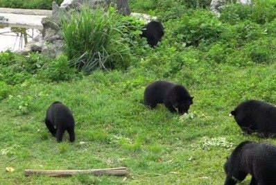 Vida nova! Ursos são resgatados depois de passarem 17 anos presos em porão