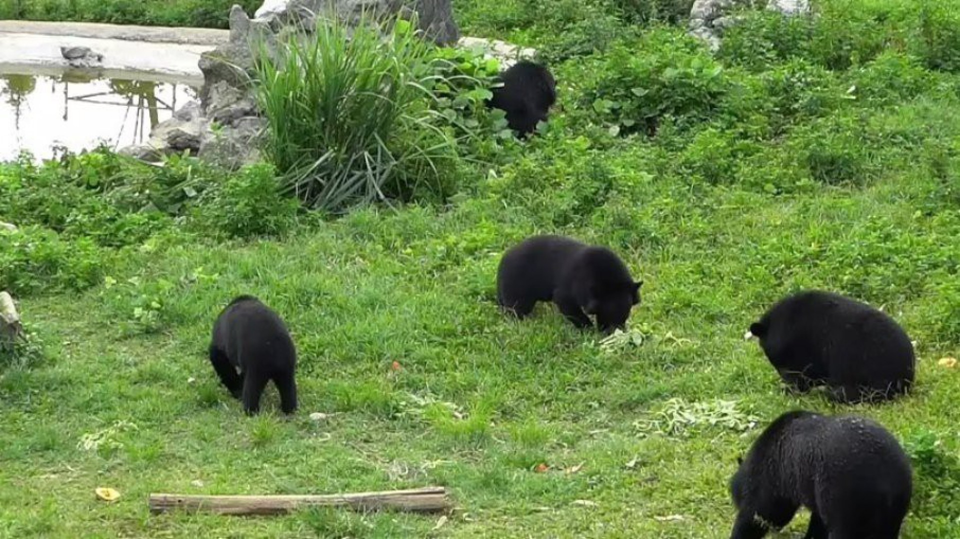 Vida nova! Ursos s&atilde;o resgatados depois de passarem 17 anos presos em por&atilde;o