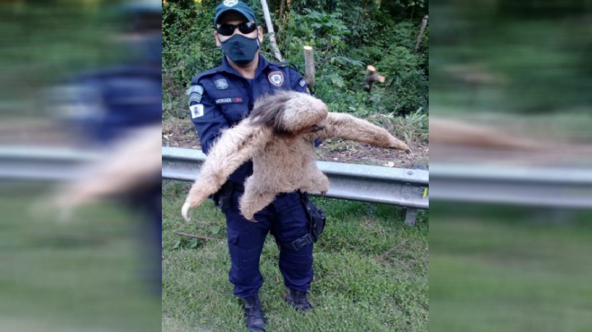 Bicho-pregui&ccedil;a &eacute; resgatado em rodovia pela Guarda Municipal de Silva Jardim