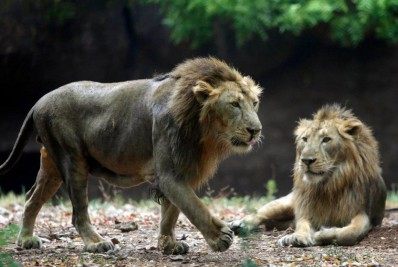 Leão de 9 anos morre após testar positivo para covid-19 na Índia