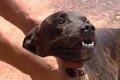 Feira virtual de adoção de animais fechou Semana do Meio Ambiente em Niterói