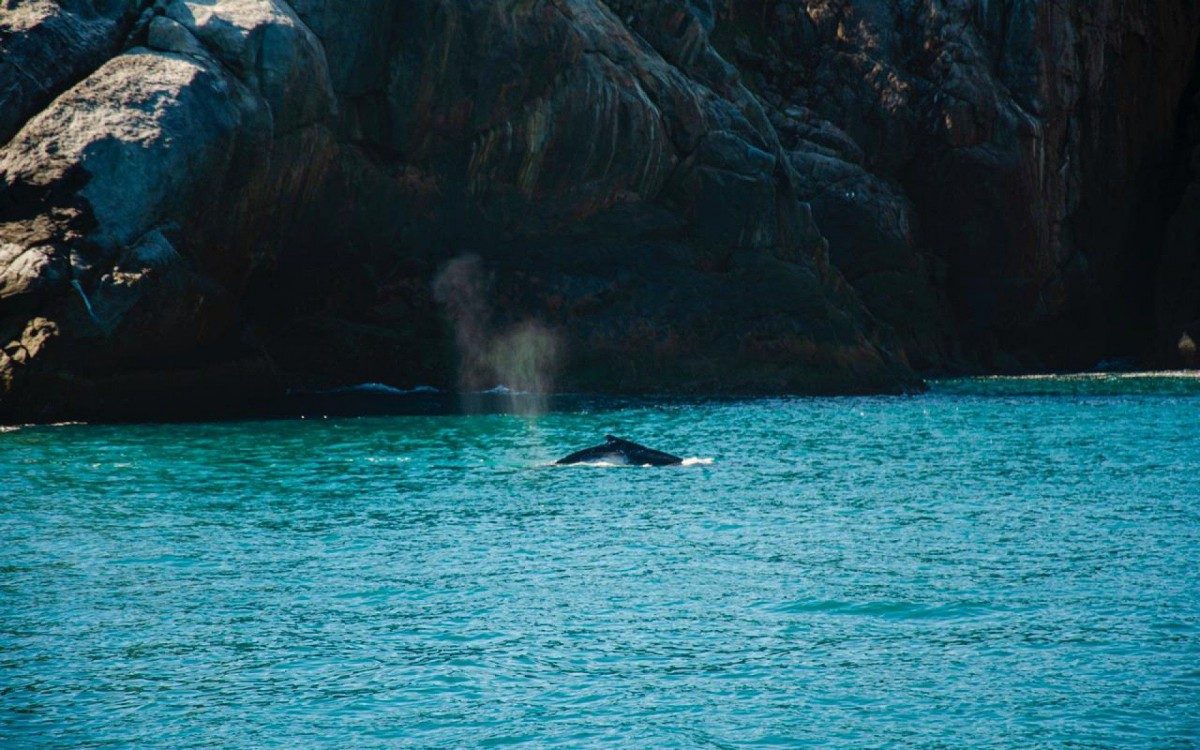 Arraial do Cabo &Atilde;&Acirc;&copy; rota de migra&Atilde;&Acirc;&sect;&Atilde;&Acirc;&pound;o de baleias-jubarte, nesta &Atilde;&Acirc;&copy;poca do ano