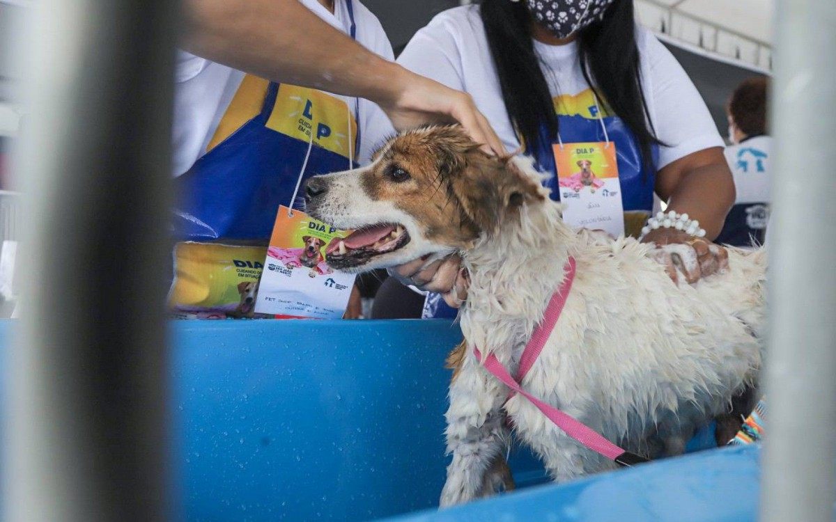 Meriti no 'Dia P': a&ccedil;&atilde;o social de cuidado aos animais em situa&ccedil;&atilde;o de rua 