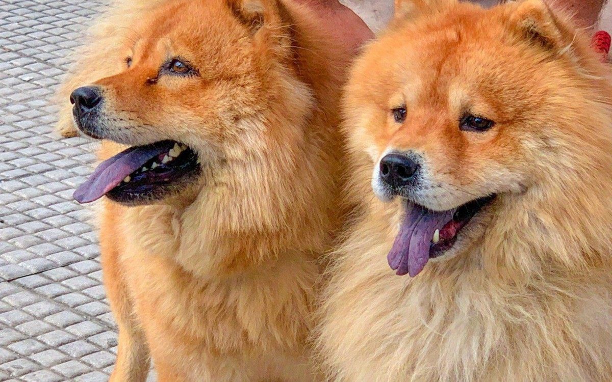 Meriti no 'Dia P': a&ccedil;&atilde;o social de cuidado aos animais em situa&ccedil;&atilde;o de rua 