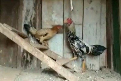 Galo recebe denúncia por cantar de madrugada e é apreendido pela PM