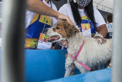 Mais de 2.300 animais foram vacinados contra a raiva no ‘Dia P’ em Meriti
