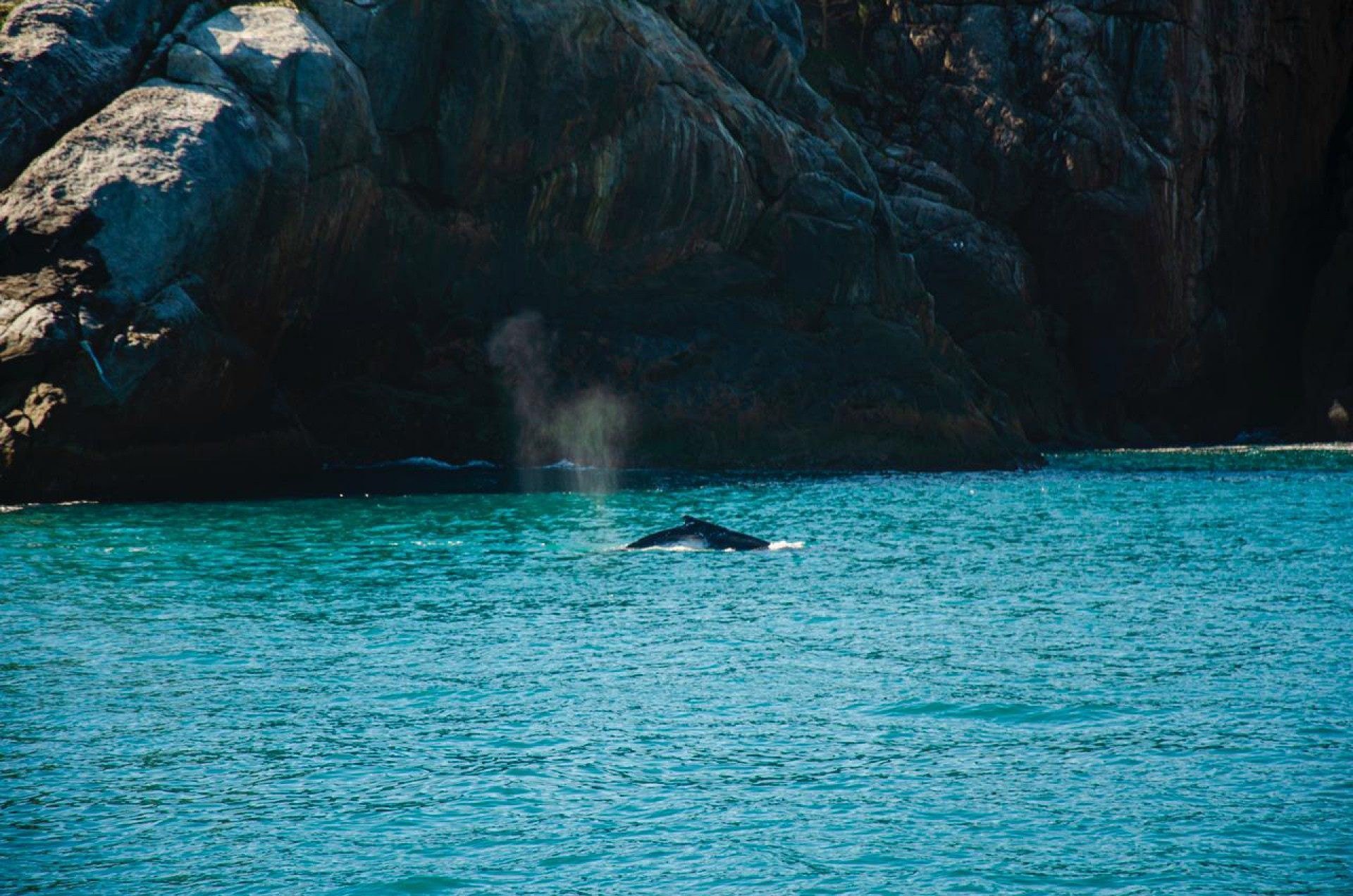 Arraial do Cabo é rota de migração de baleias-jubarte, nesta época do ano - Foto: Michel Menezes