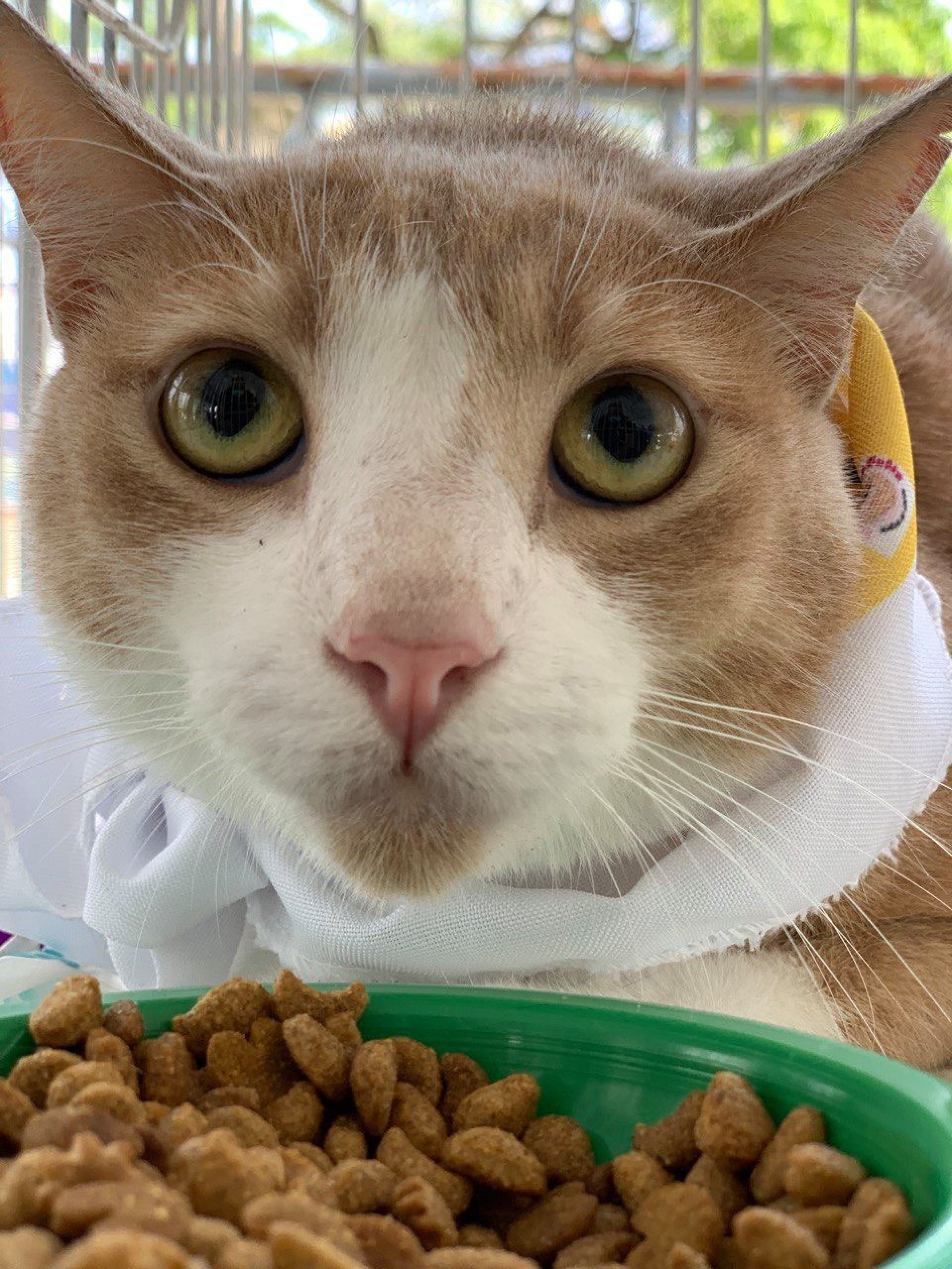 Meriti no 'Dia P': a&ccedil;&atilde;o social de cuidado aos animais em situa&ccedil;&atilde;o de rua  - Divulga&ccedil;&atilde;o/ PMSJM