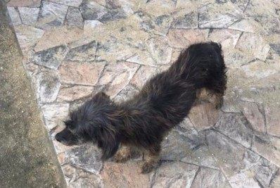 Mulher acusada de maus tratos animais responderá de acordo com a lei