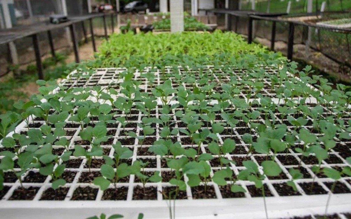 Horto Municipal de Saquarema doa mudas de diversas esp&eacute;cies de plantas para popula&ccedil;&atilde;o