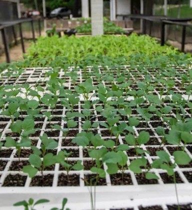 Horto Municipal de Saquarema doa mudas de diversas espécies de plantas para população - Divulgação/Prefeitura