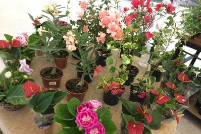 Feira Agroecológica e de Plantas Ornamentais e Flores no Itaboraí Plaza