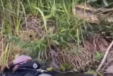 Turistas tomam susto após 'encontro' com sucuri de sete metros de comprimento em Bonito