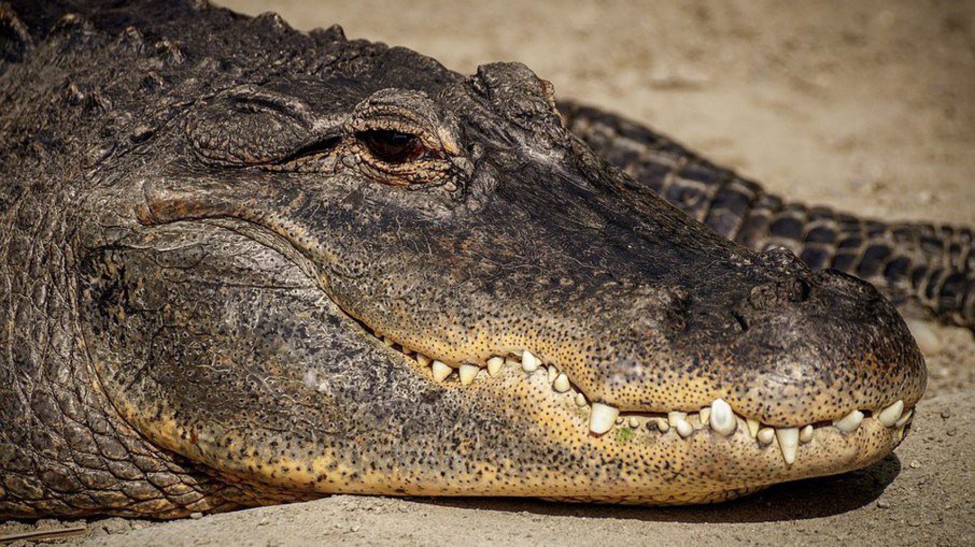 Jacar&eacute; de mais de dois metros ataca mulher que passeava com o cachorro