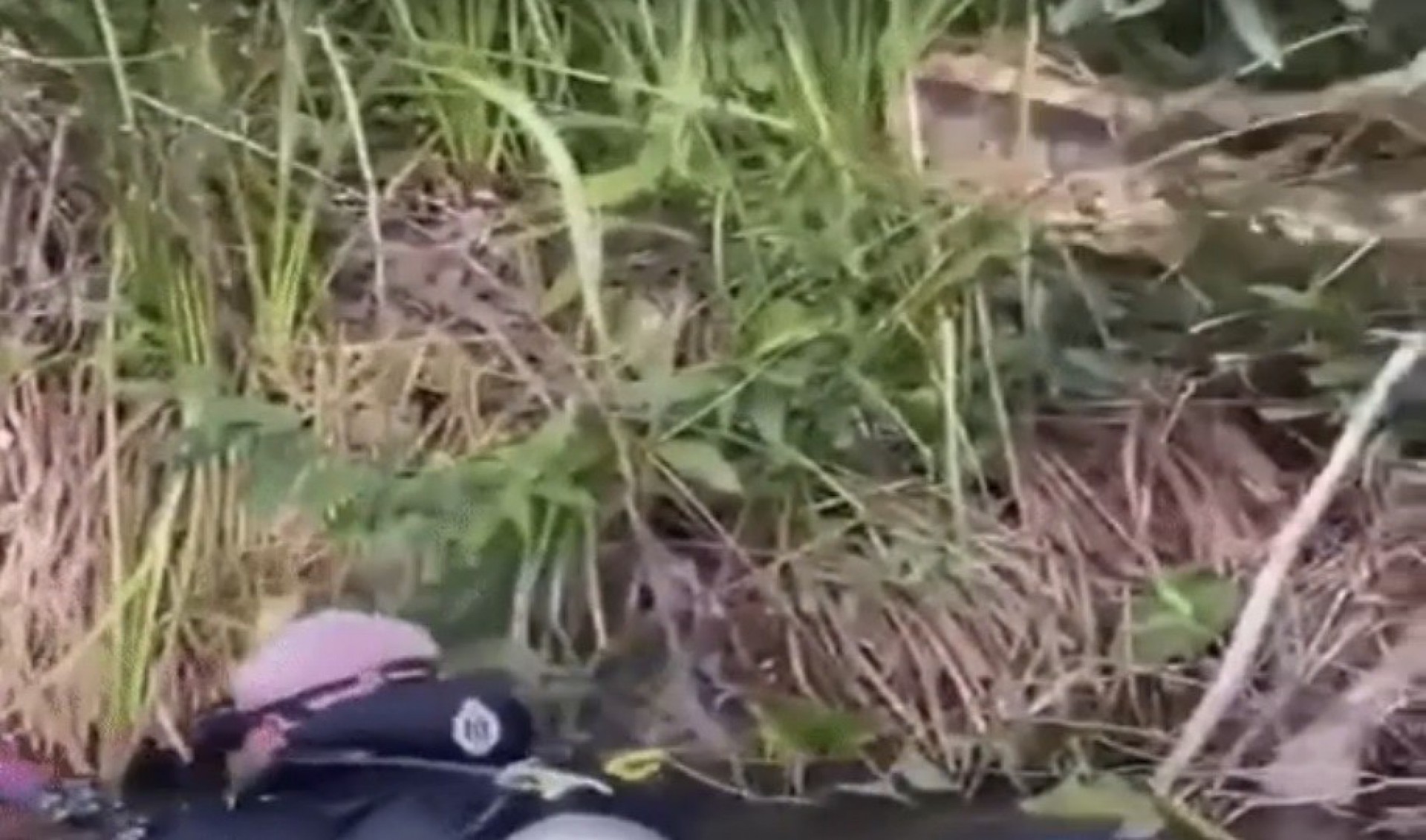 Turistas tomam susto ap&oacute;s 'encontro' com sucuri de sete metros de comprimento em Bonito