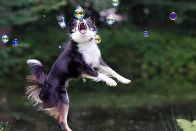 Conheça as raças de cães mais inteligentes