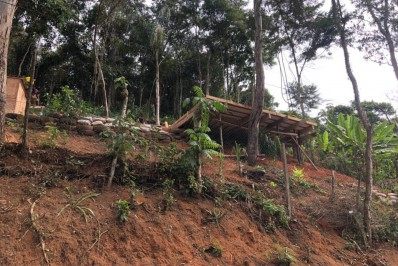 Meio Ambiente e GPA flagram o corte irregular de árvores no Floresta e no Caetitu