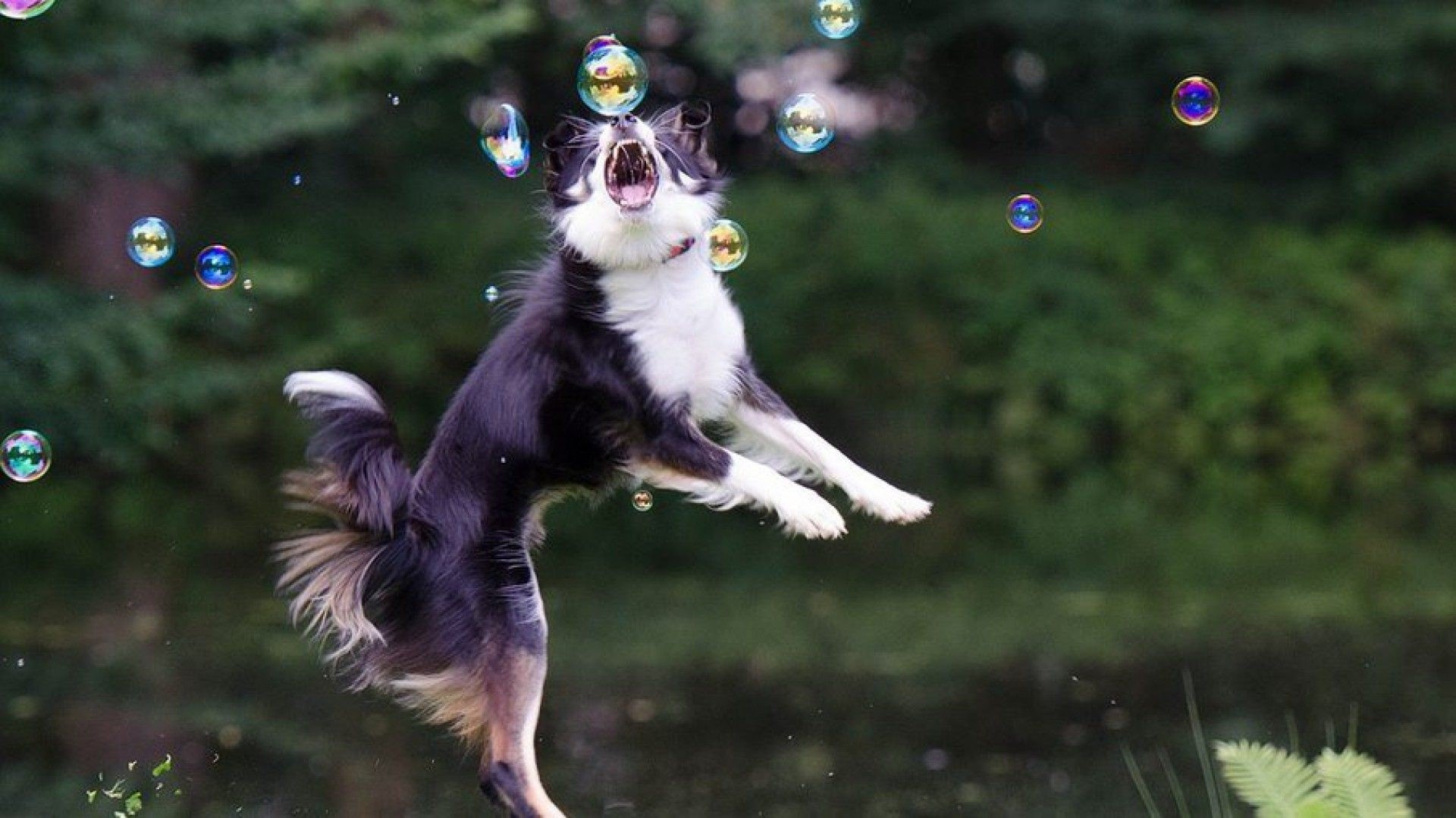 Quais s&atilde;o as ra&ccedil;as de c&atilde;es mais inteligentes?