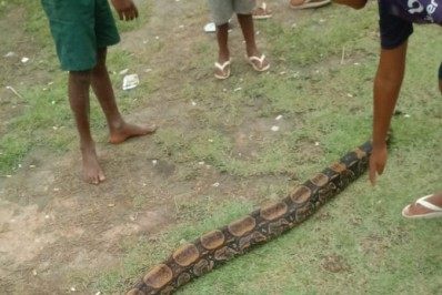 VIDEO: Jiboia de 2,4m é encontrada condomínio em Cabo Frio