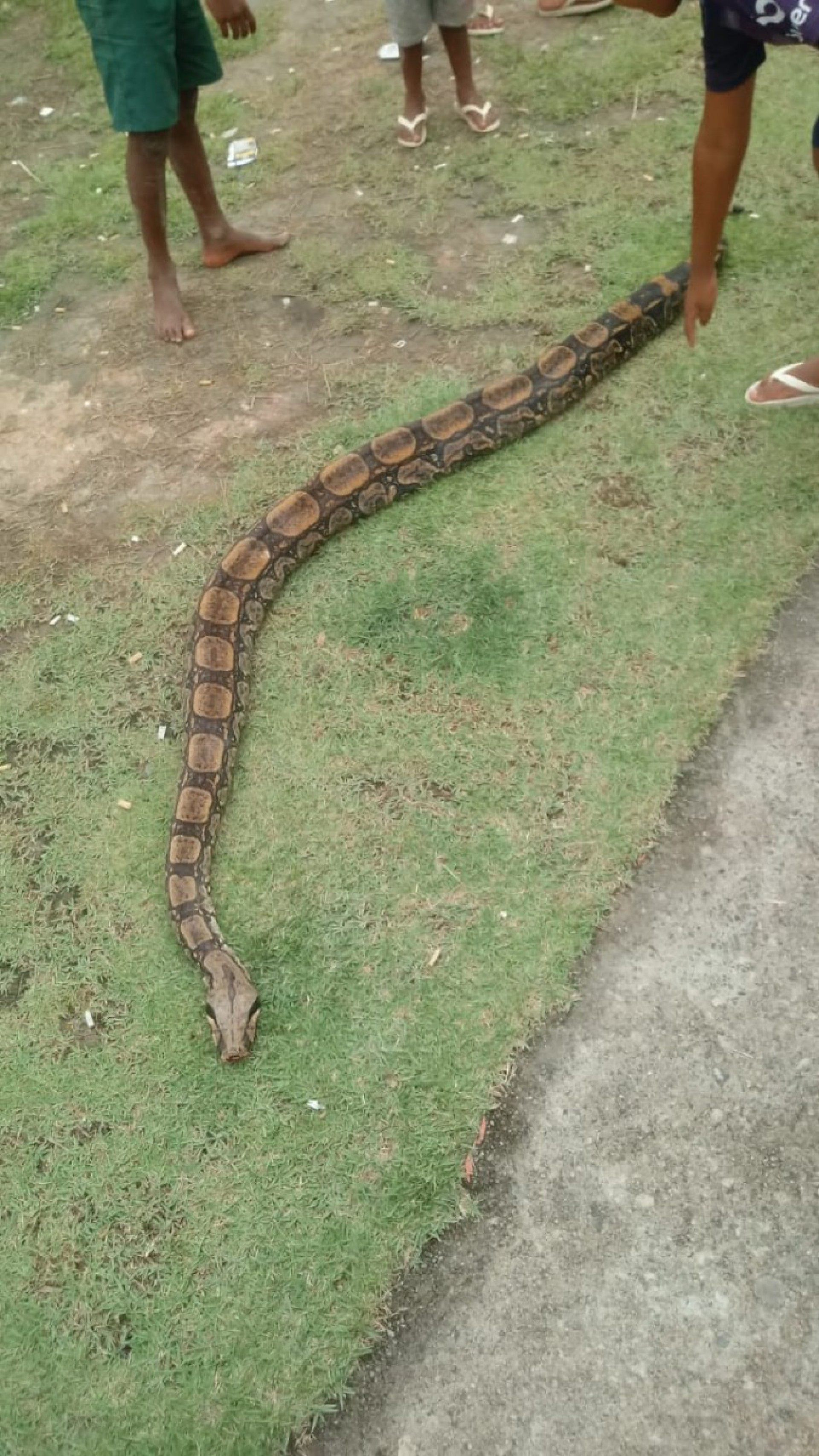 VIDEO: Jiboia de 2,4m &eacute; encontrada condom&iacute;nio em Cabo Frio