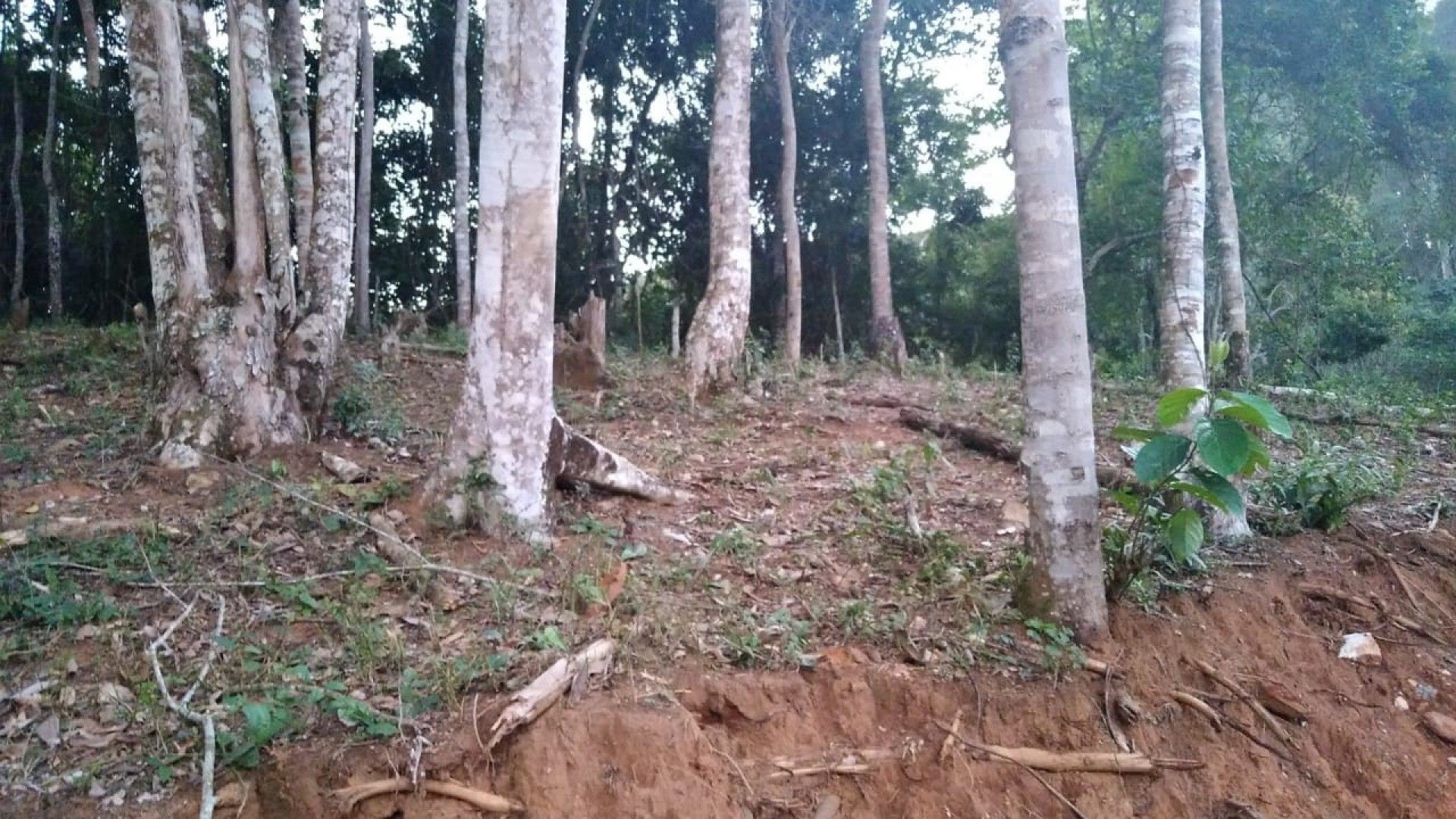 Após denúncias feitas ao Linha Verde, crimes ambientais foram identificados em Nova Friburgo - Divulgação/Dique Denúncia