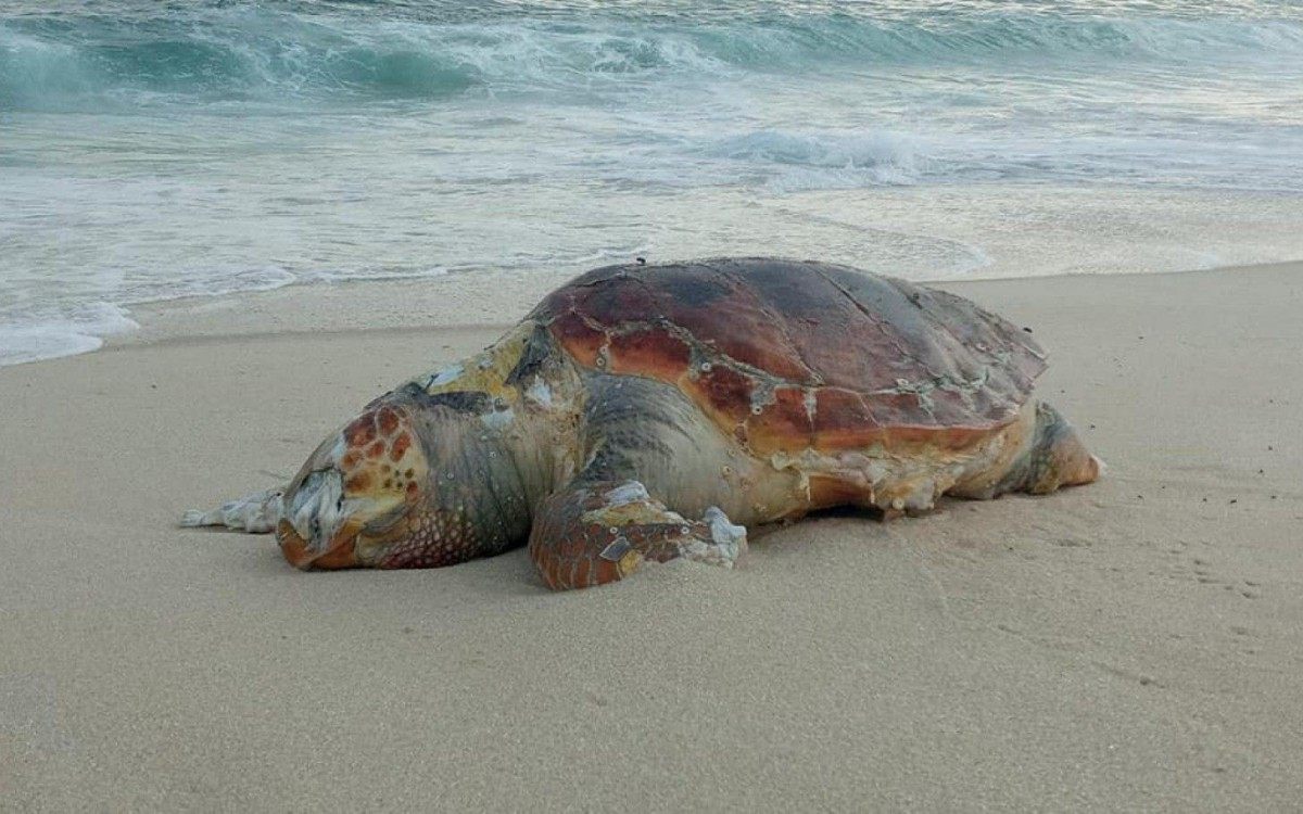 Em março deste ano, banhista encontraram uma tartaruga morta na praia de Itaupuaçu, em Maricá
