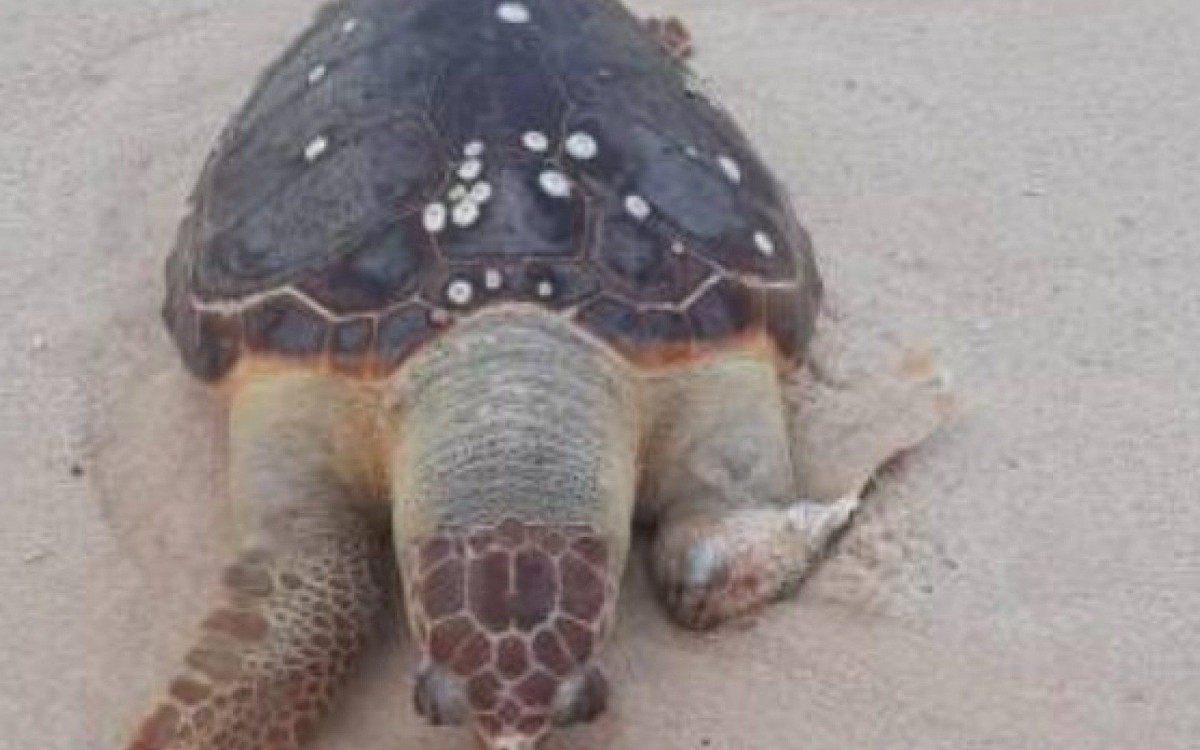 Tartaruga adulta é encontrada morta na praia de Itaupuaçu, em Maricá - Divulgação 