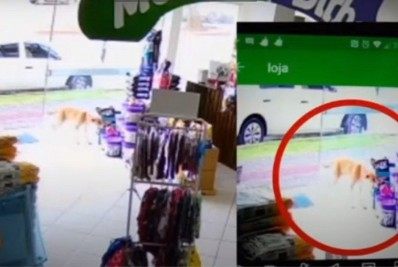 Vídeo: cachorro 'furta' brinquedo em pet shop e depois volta com outro cão