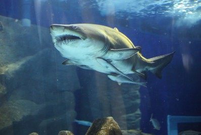 Morre Margarida, primeiro grande tubarão do AquaRio