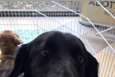 Feira de adoção de animais será realizada neste sábado em shopping da Zona Oeste