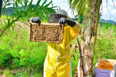 Disque-Abelhas de Magé doa enxame para apicultora iniciante