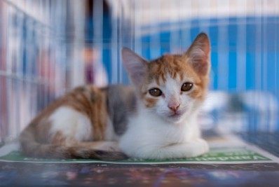 Coordenadoria de Proteção Animal realiza campanha de adoção