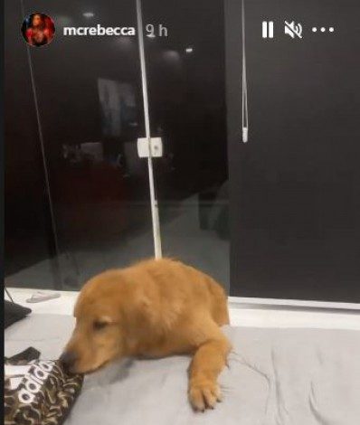 Cachorrinha de MC Rebecca come dinheiro da cantora - Reprodução