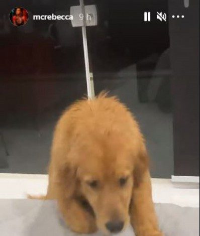 Cachorrinha de MC Rebecca come dinheiro da cantora - Reprodução