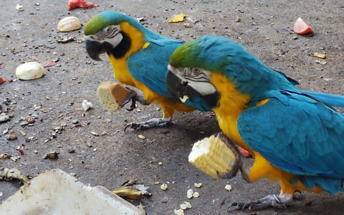 Animais do zoológico de Volta Redonda ganham arraiá com dieta saudável - Divulgação